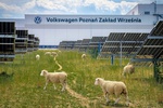 Volkswagen заменил газонокосилки сотней овец